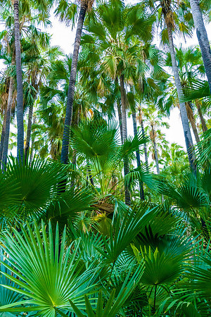 Livingstonia Palms I, Zebedee Hot Springs