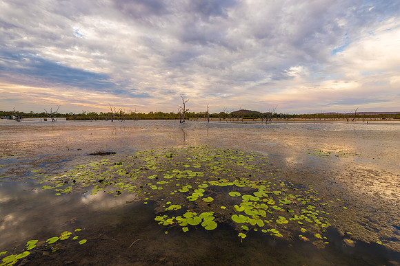 Waterlilies I, Ord River