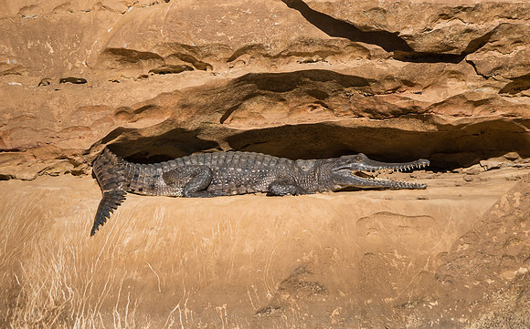 Freshwater Crocodile III, Geikie Gorge
