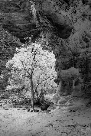 Cathedral Gorge Tree Infra-Red, Purnululu