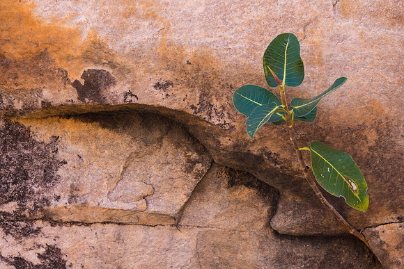 Brolga Rock