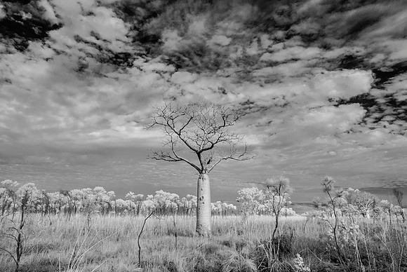 Boab Tree I, El Questro, Infra-red