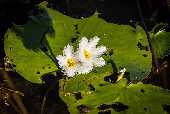 Waterlilies II, Ord River