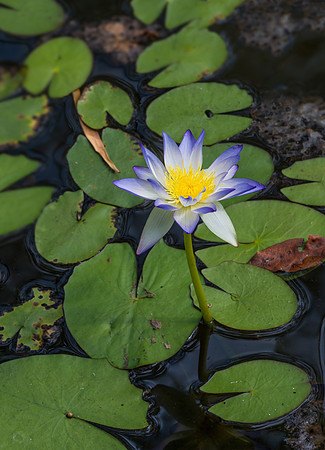 Waterlillies at Galvin's Gorge IV
