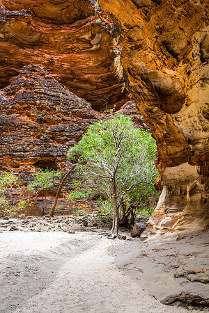 Cathedral Gorge Tree, Purnululu