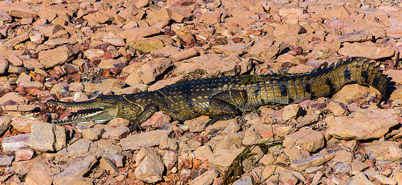 Freshwater Crocodile, Lake Argyle