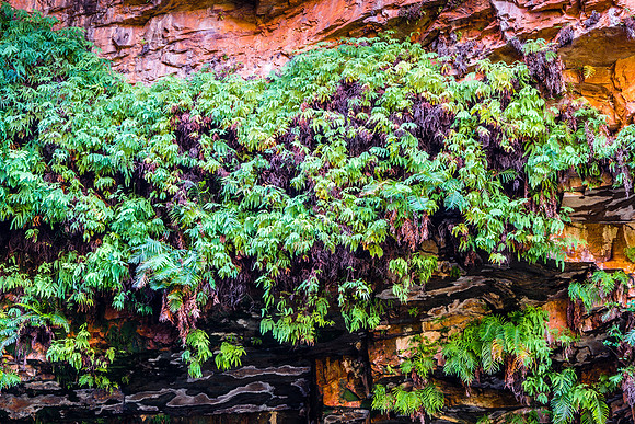Emma Gorge, Ferns