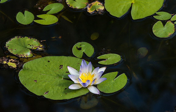 Waterlillies at Galvin's Gorge III