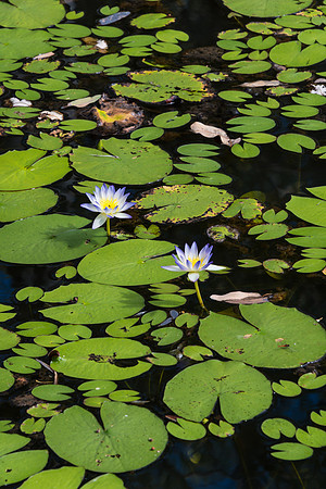 Waterlillies at Galvin's Gorge II