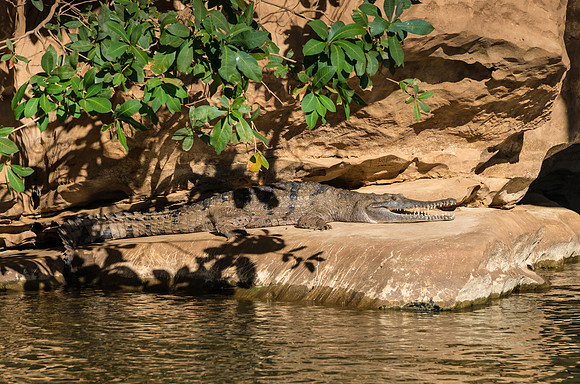 Freshwater Crocodile II, Geikie Gorge