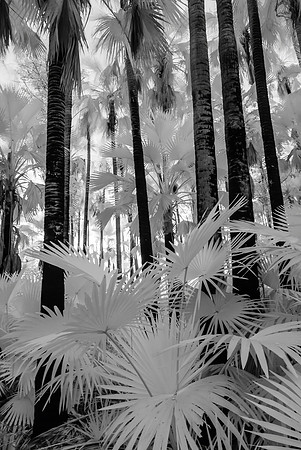 Livingstonia Palms II, Zebedee Hot Springs