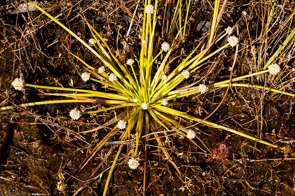 Manning Gorge Star Plant