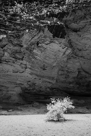Cathedral Gorge Infra-red I, Purnululu