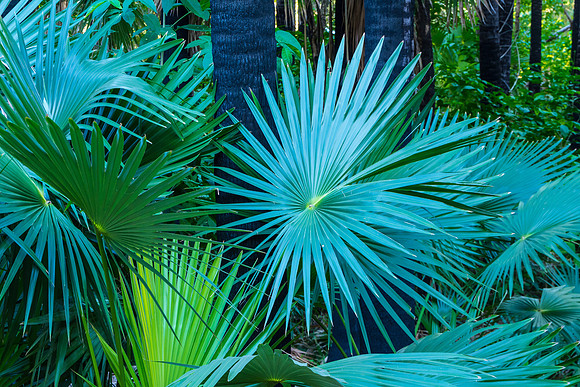 Livingstonia Palms III, Zebedee Hot Springs
