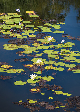 Waterlillies, Mitchell Falls Walk I