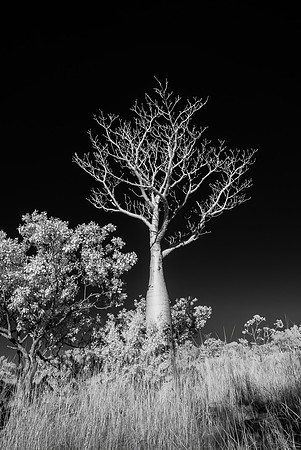 Boab Tree, Infra-red, Manning Gorge Walk