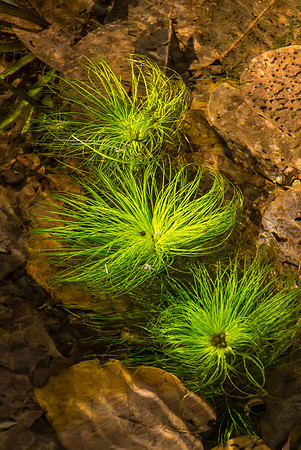 Emma Gorge, water plants