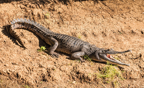 Freshwater Crocodile I, Geikie Gorge
