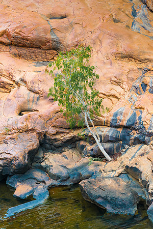 Lone Tree at Bell Gorge