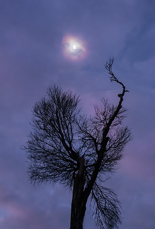 Hoorigan's Tree