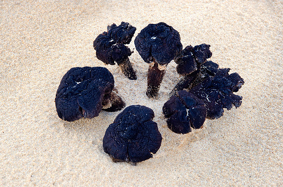Fungi, Little Drift I