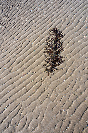 Tidal ridges, Shallow Inlet