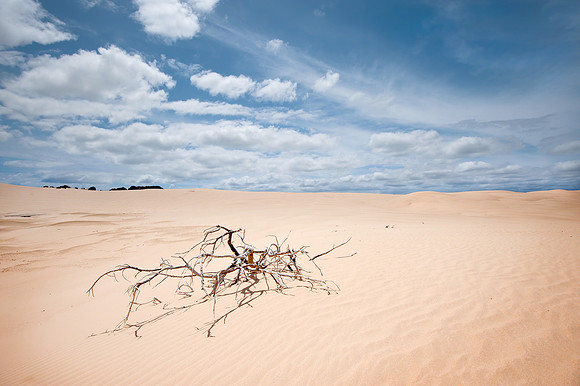 Big Drift Wood