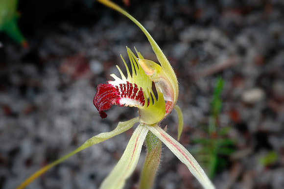 GreenOrchid
