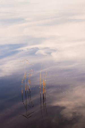 Tidal River Reflections III