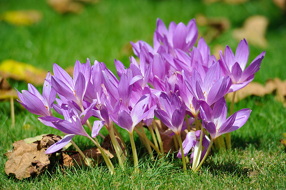 Crocuses, Giverny