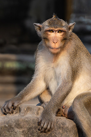 Macaque, Angkor Wat