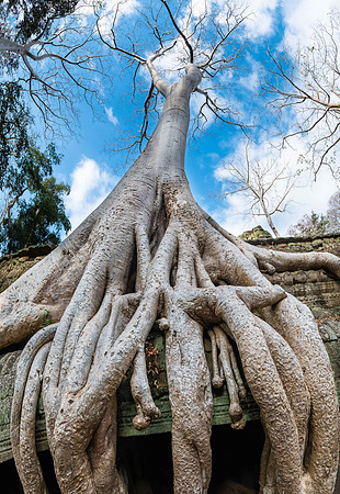 Ta Prohm