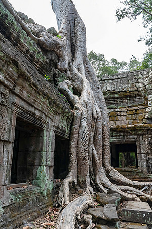 Ta Prohm