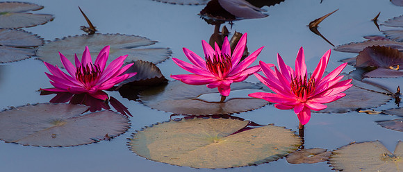 Water Lillies, Banteay Srei Temple