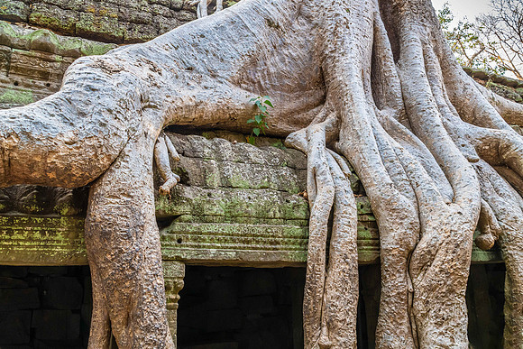 Ta Prohm