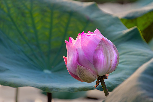 Lotus Flower Bud