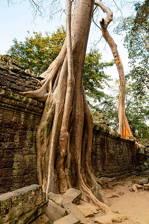 Ta Prohm