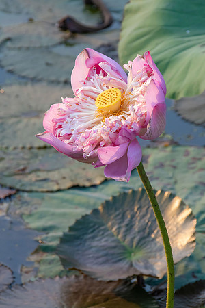 Lotus Flower