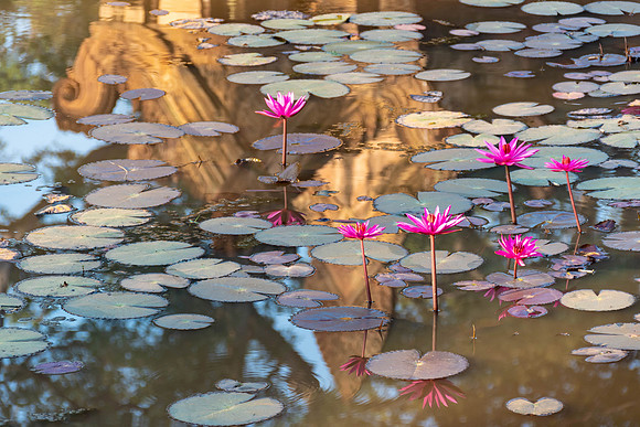 Water Lillies, Banteay Srei Temple