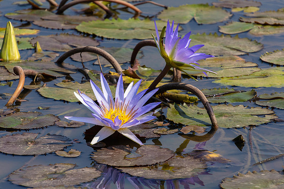 Water Lily