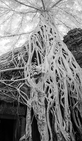 Ta Prohm