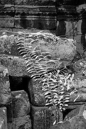 Ta Prohm