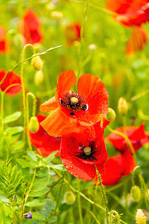 Poppies, Croatia