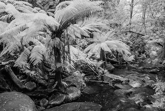 Erskine Falls Ferns Infra-red