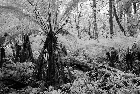 Triplet Falls Ferns Infra-red