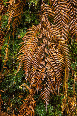 Triplet Falls Bracken