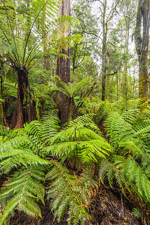 Triplet Falls Ferns II