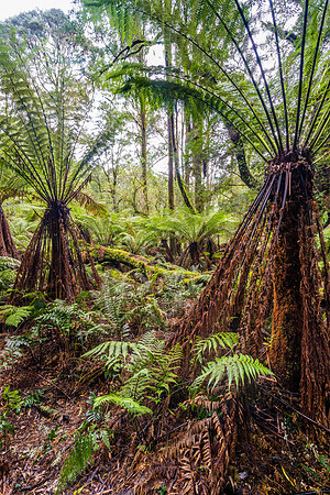 Triplet Falls Ferns III