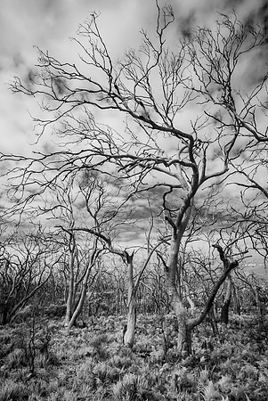 Cape Otway, Skeleton Trees