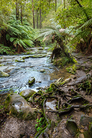 Erskine Falls Creek II